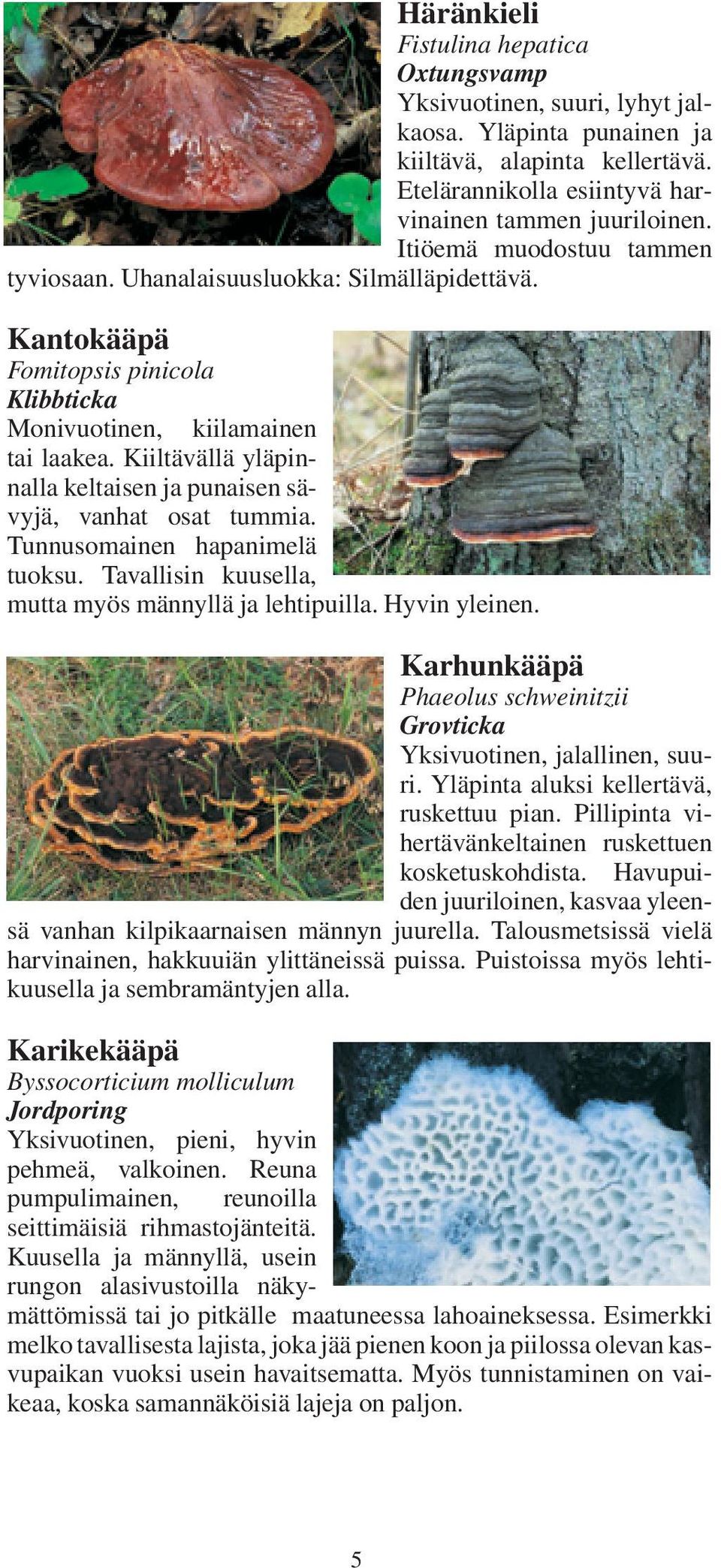 Kiiltävällä yläpinnalla keltaisen ja punaisen sävyjä, vanhat osat tummia. Tunnusomainen hapanimelä tuoksu. Tavallisin kuusella, mutta myös männyllä ja lehtipuilla. Hyvin yleinen.