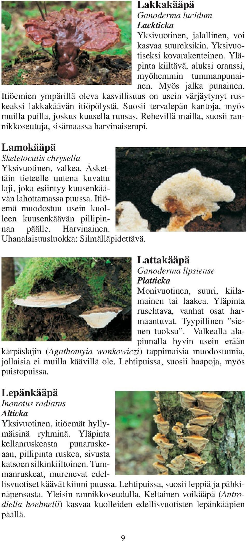 Rehevillä mailla, suosii rannikkoseutuja, sisämaassa harvinaisempi. Lamokääpä Skeletocutis chrysella Yksivuotinen, valkea.