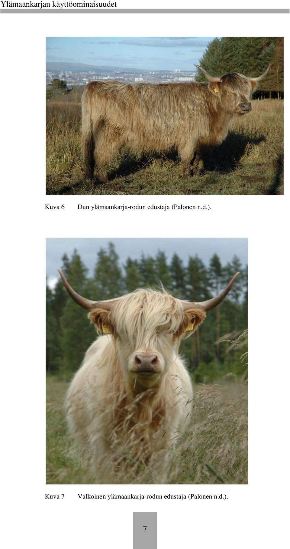 Kuva 7 Valkoinen