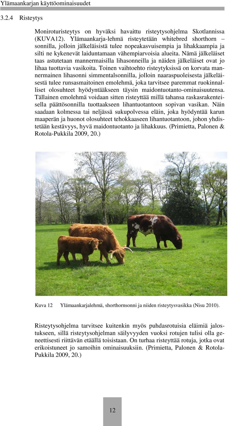 Nämä jälkeläiset taas astutetaan mannermaisilla lihasonneilla ja näiden jälkeläiset ovat jo lihaa tuottavia vasikoita.