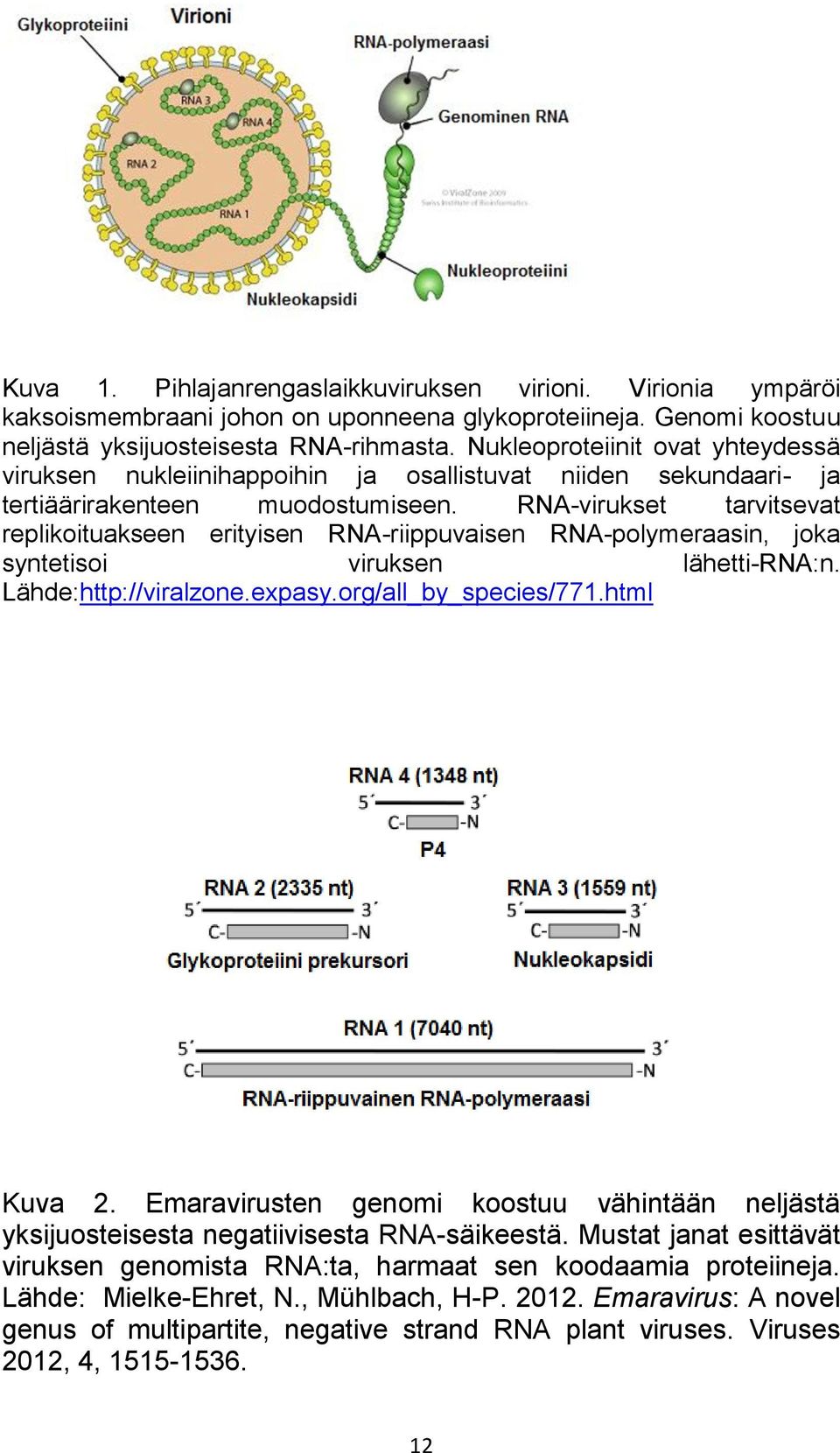 RNA-virukset tarvitsevat replikoituakseen erityisen RNA-riippuvaisen RNA-polymeraasin, joka syntetisoi viruksen lähetti-rna:n. Lähde:http://viralzone.expasy.org/all_by_species/771.html Kuva 2.