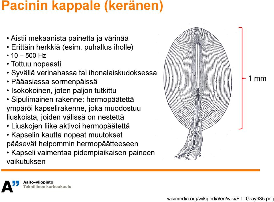 tutkittu Sipulimainen rakenne: hermopäätettä ympäröi kapselirakenne, joka muodostuu liuskoista, joiden välissä on nestettä Liuskojen liike