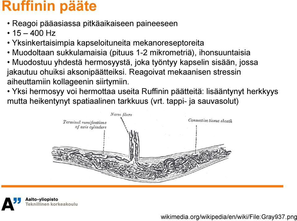 ohuiksi aksonipäätteiksi. Reagoivat mekaanisen stressin aiheuttamiin kollageenin siirtymiin.