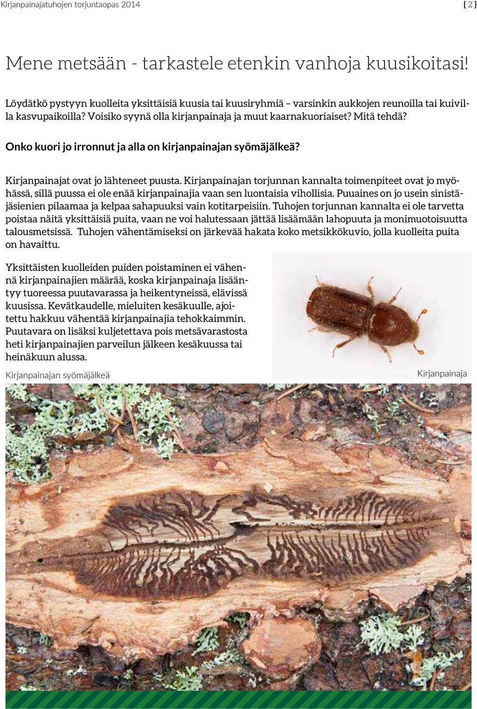Kirjanpainajan torjunnan kannalta toimenpiteet ovat jo myöhässä, sillä puussa ei ole enää kirjanpainajia vaan sen luontaisia vihollisia.
