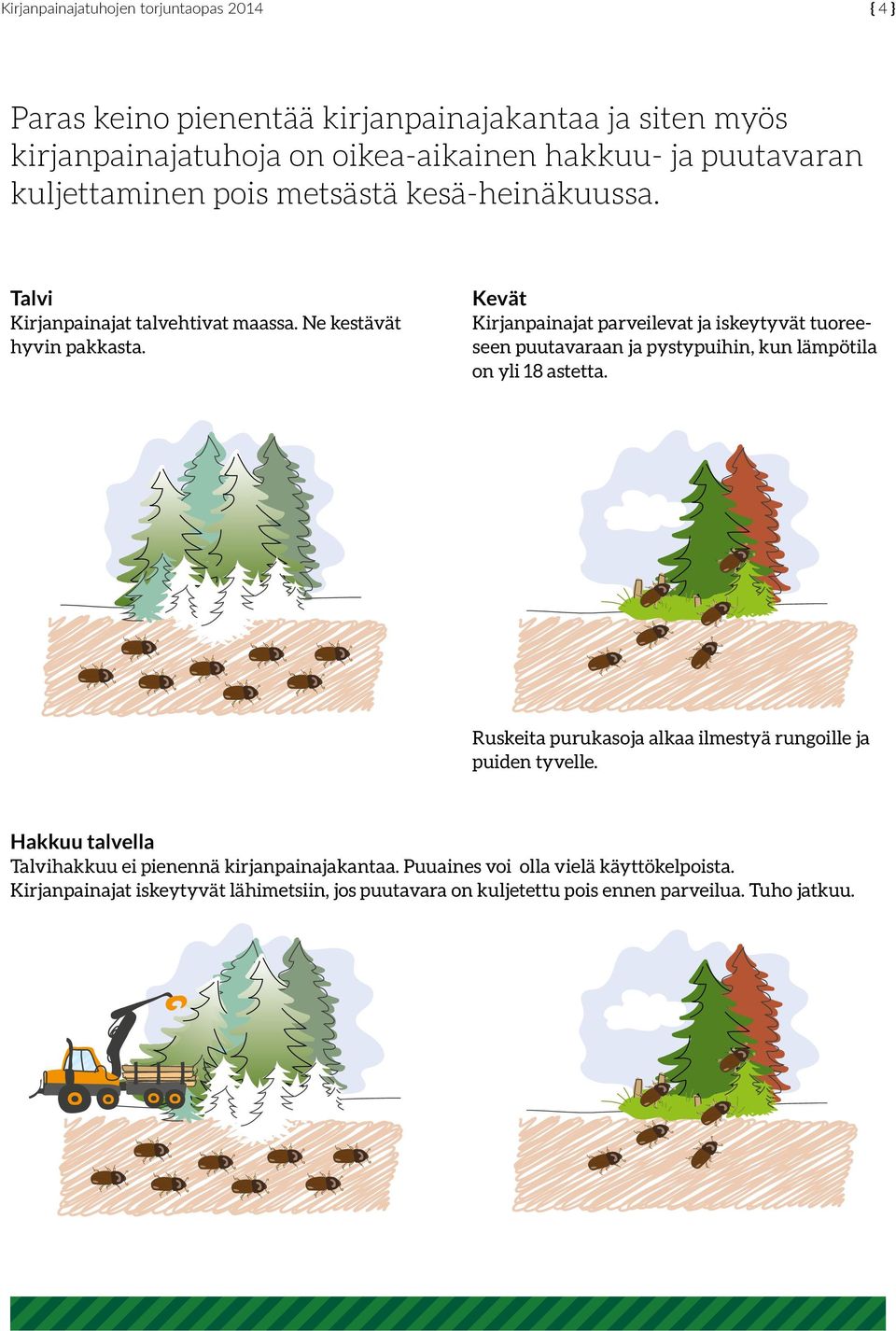 Kirjanpainajat parveilevat ja iskeytyvät tuoreeseen puutavaraan ja pystypuihin, kun lämpötila on yli 18 astetta.
