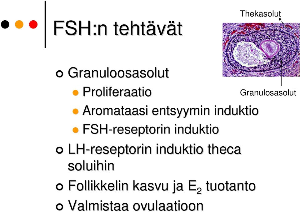 FSH-reseptorin induktio LH-reseptorin induktio theca