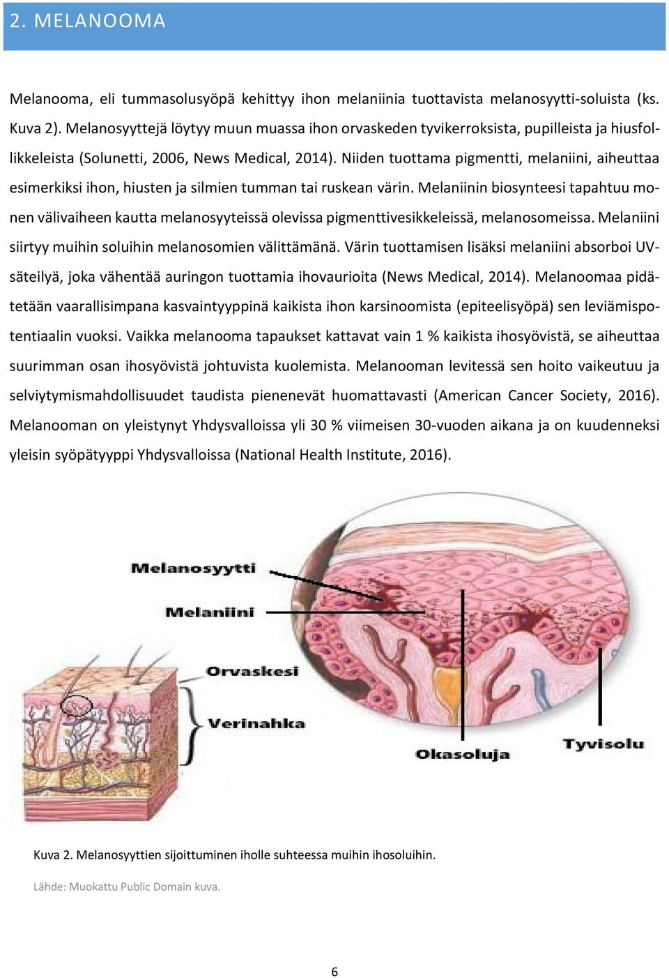 Niiden tuottama pigmentti, melaniini, aiheuttaa esimerkiksi ihon, hiusten ja silmien tumman tai ruskean värin.