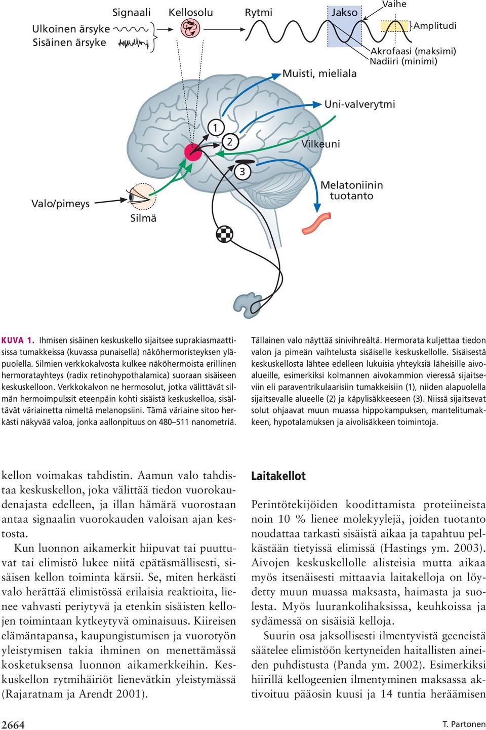 Silmien verkkokalvosta kulkee näköhermoista erillinen hermoratayhteys (radix retinohypothalamica) suoraan sisäiseen keskuskelloon.