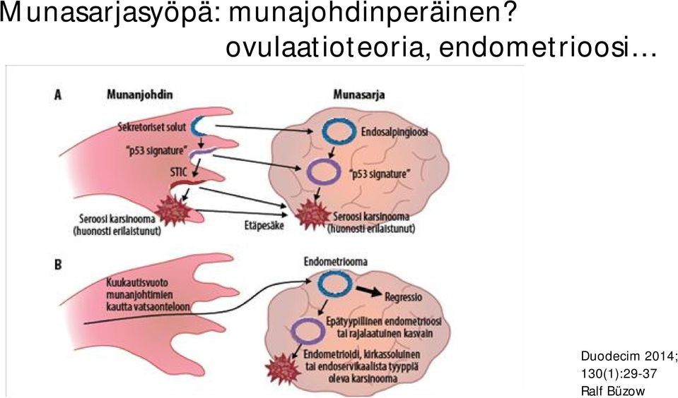 ovulaatioteoria,