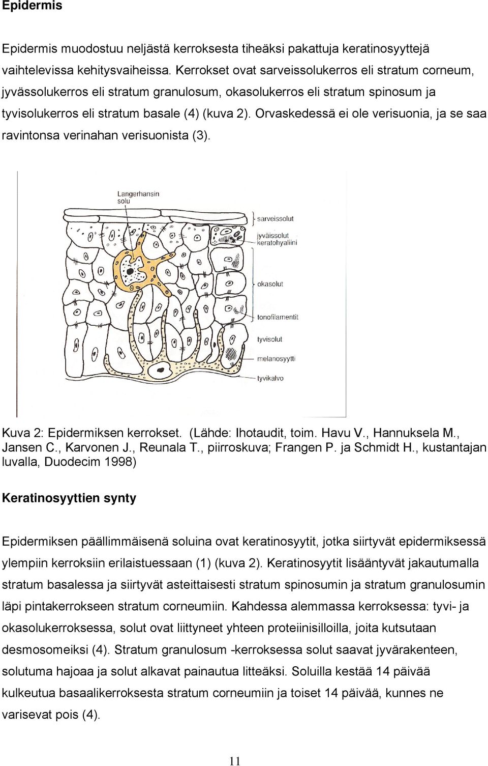 Orvaskedessä ei ole verisuonia, ja se saa ravintonsa verinahan verisuonista (3). Kuva 2: Epidermiksen kerrokset. (Lähde: Ihotaudit, toim. Havu V., Hannuksela M., Jansen C., Karvonen J., Reunala T.