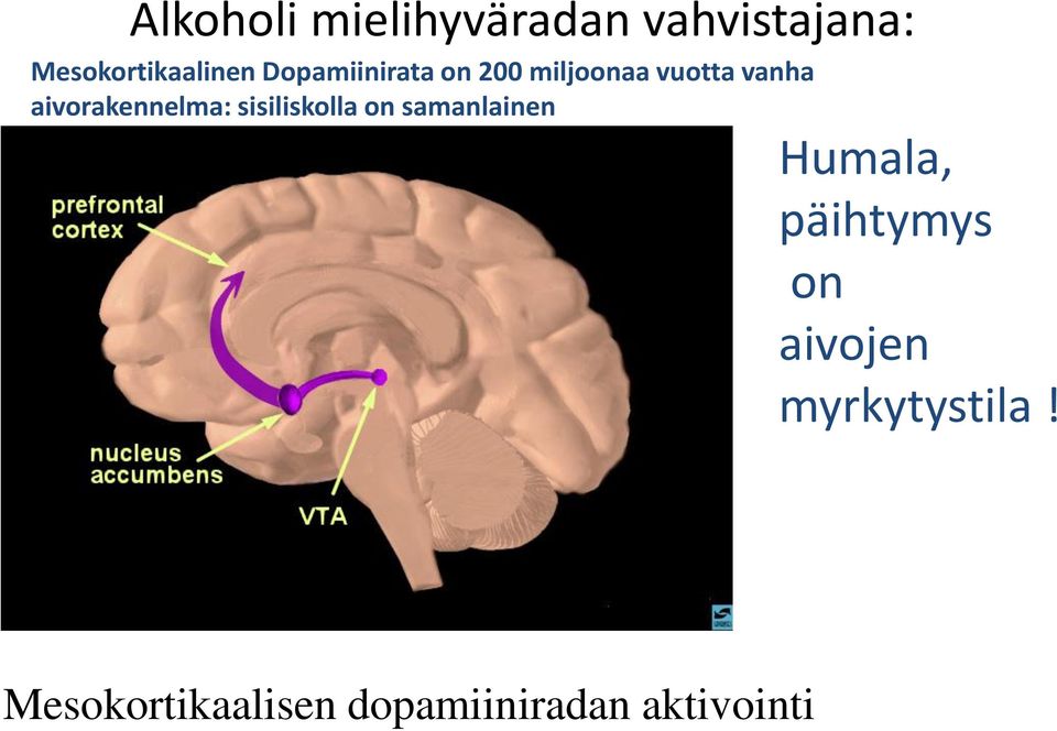 aivorakennelma: sisiliskolla on samanlainen Humala,