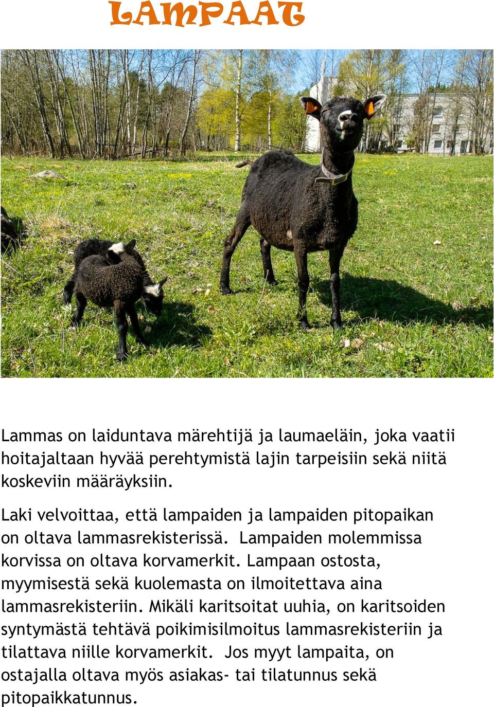 Lampaan ostosta, myymisestä sekä kuolemasta on ilmoitettava aina lammasrekisteriin.