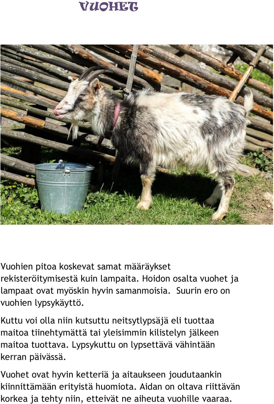 Kuttu voi olla niin kutsuttu neitsytlypsäjä eli tuottaa maitoa tiinehtymättä tai yleisimmin kilistelyn jälkeen maitoa tuottava.