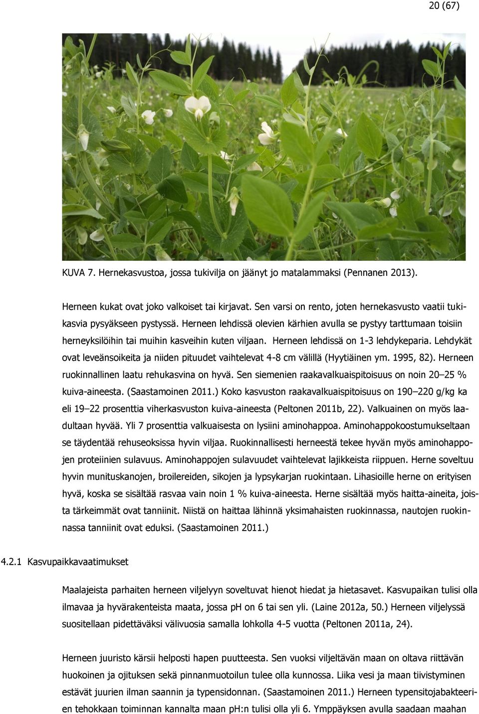 Herneen lehdissä on 1-3 lehdykeparia. Lehdykät ovat leveänsoikeita ja niiden pituudet vaihtelevat 4-8 cm välillä (Hyytiäinen ym. 1995, 82). Herneen ruokinnallinen laatu rehukasvina on hyvä.