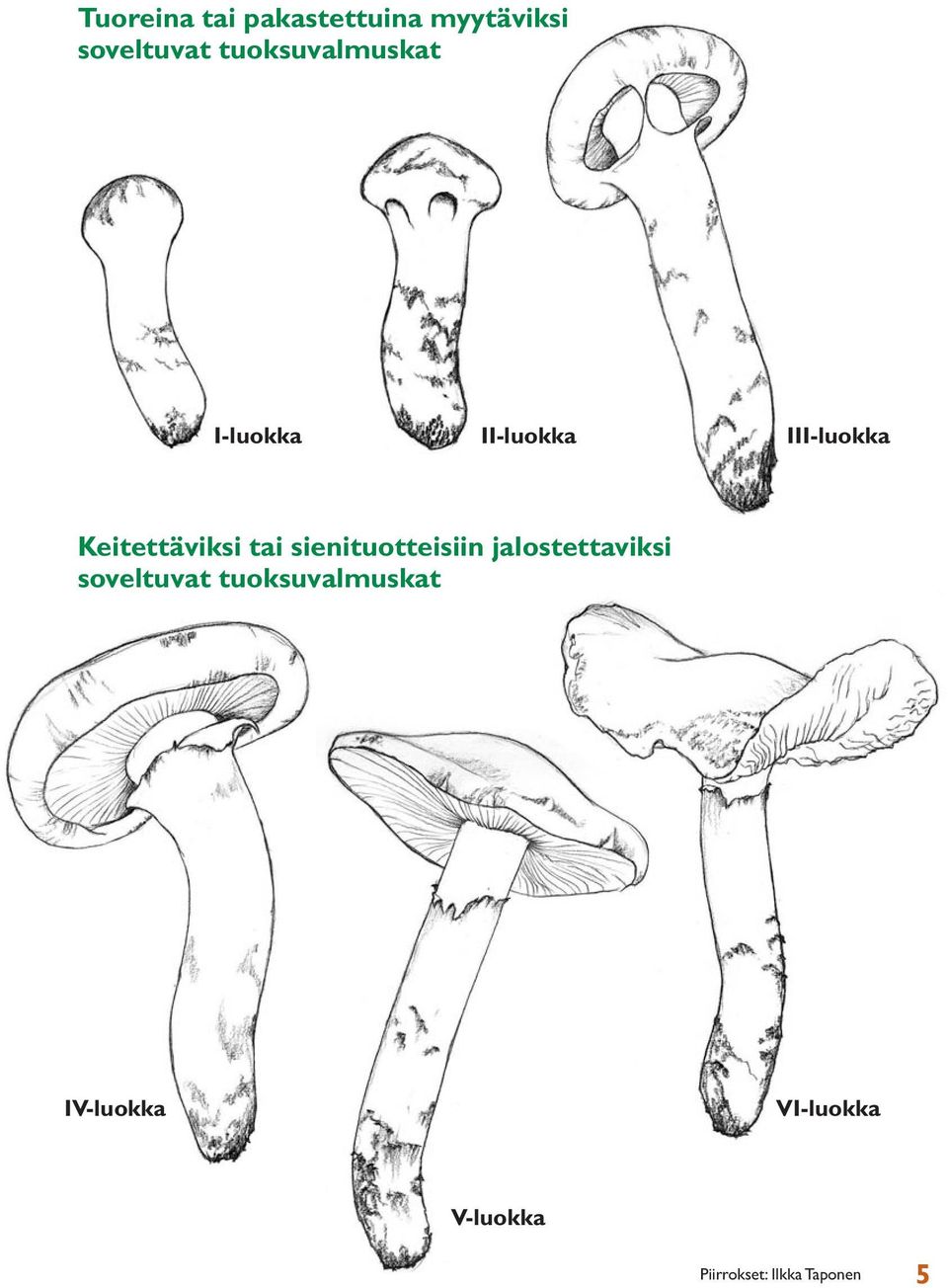 Keitettäviksi tai sienituotteisiin jalostettaviksi