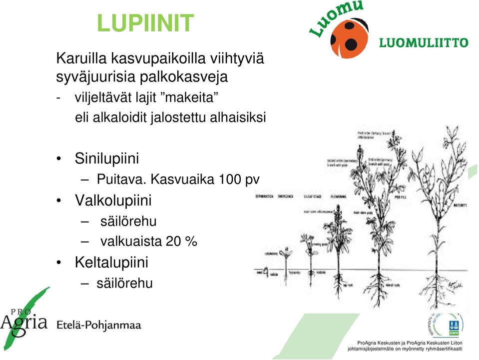 jalostettu alhaisiksi Sinilupiini Puitava.