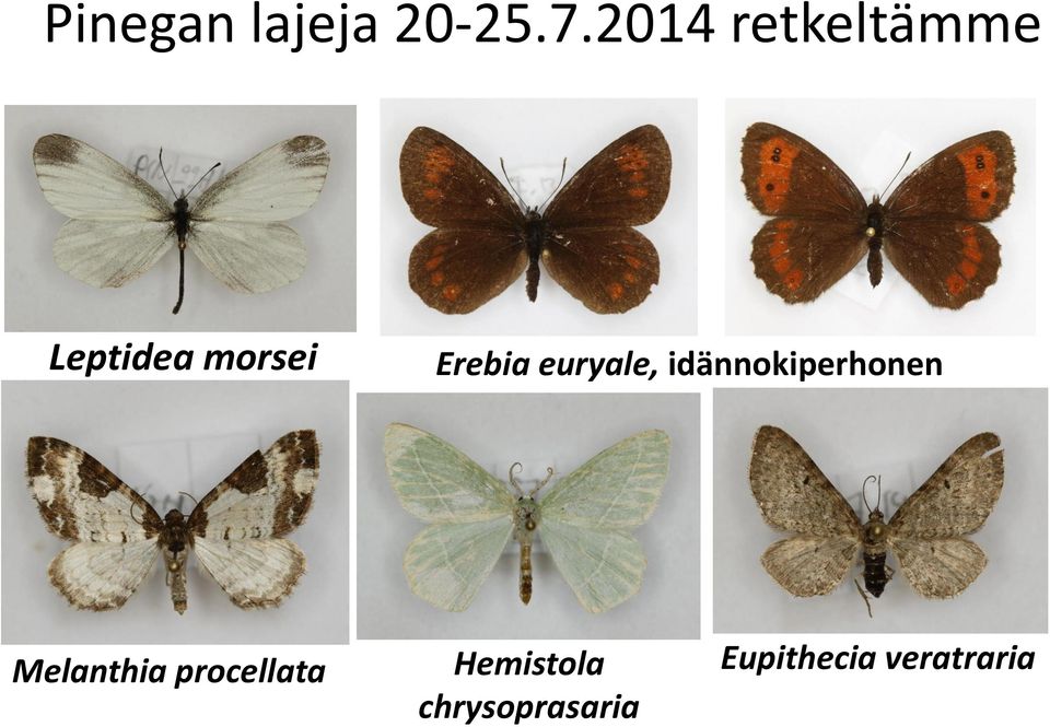 Erebia euryale, idännokiperhonen