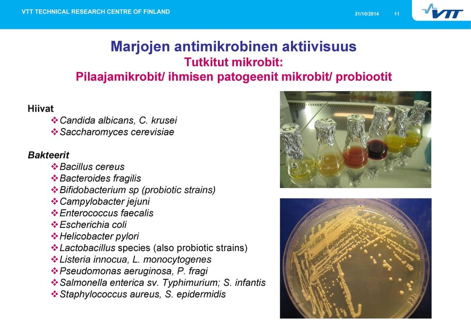 krusei Saccharomyces cerevisiae Bakteerit Bacillus cereus Bacteroides fragilis Bifidobacterium sp (probiotic strains) Campylobacter jejuni