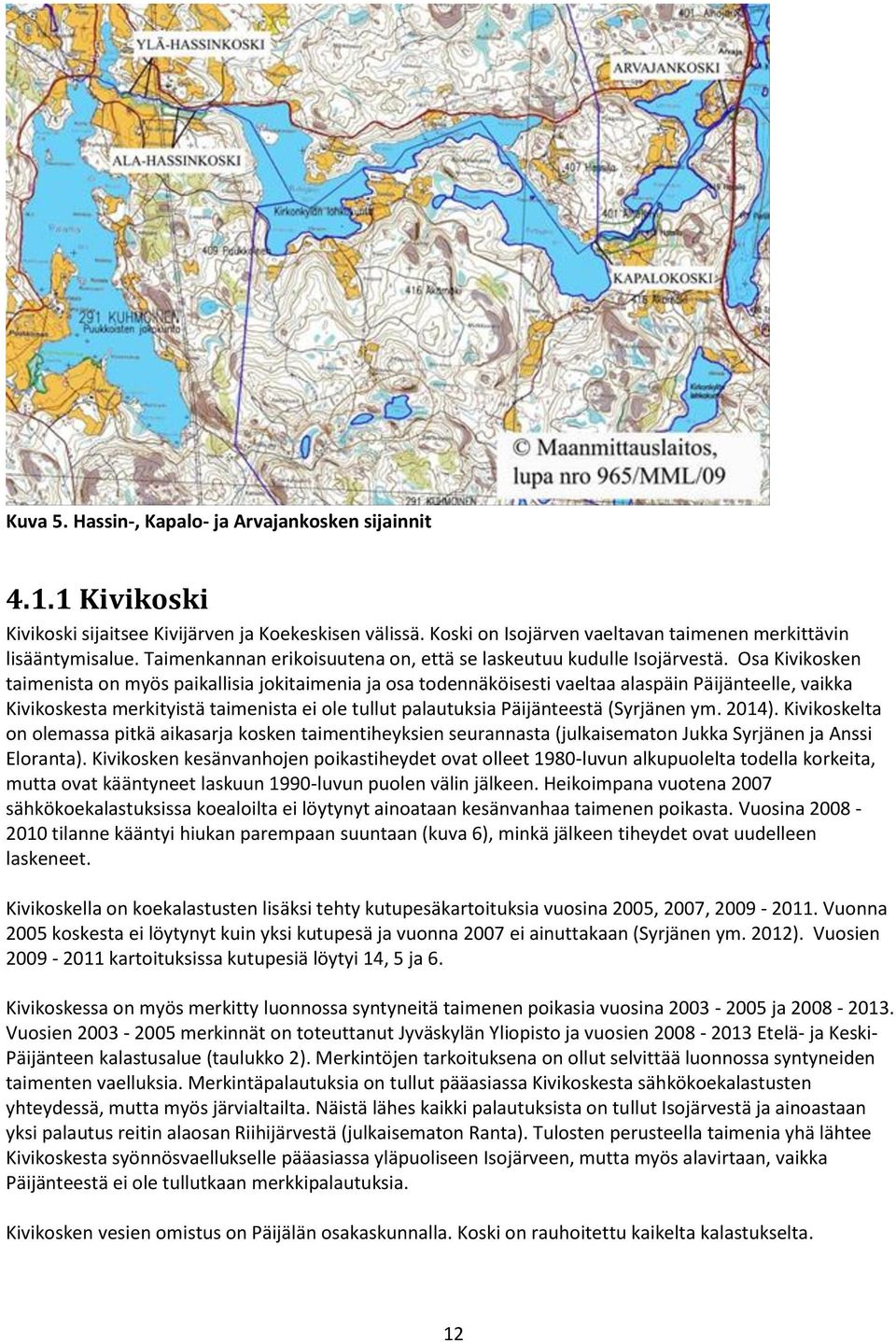 Osa Kivikosken taimenista on myös paikallisia jokitaimenia ja osa todennäköisesti vaeltaa alaspäin Päijänteelle, vaikka Kivikoskesta merkityistä taimenista ei ole tullut palautuksia Päijänteestä