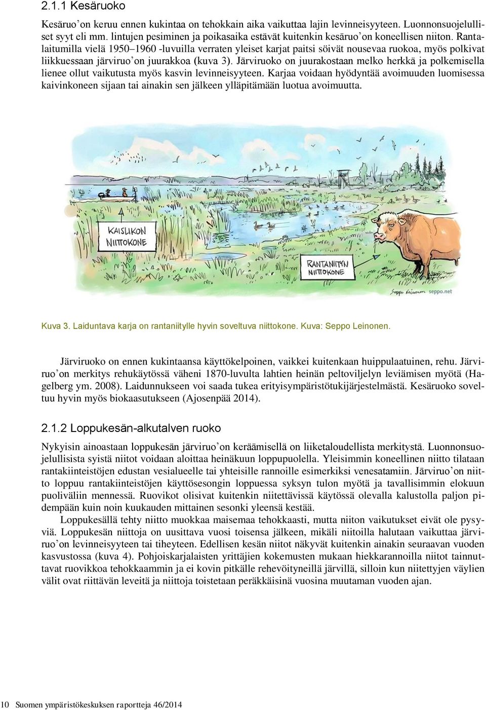 Rantalaitumilla vielä 1950 1960 -luvuilla verraten yleiset karjat paitsi söivät nousevaa ruokoa, myös polkivat liikkuessaan järviruo on juurakkoa (kuva 3).