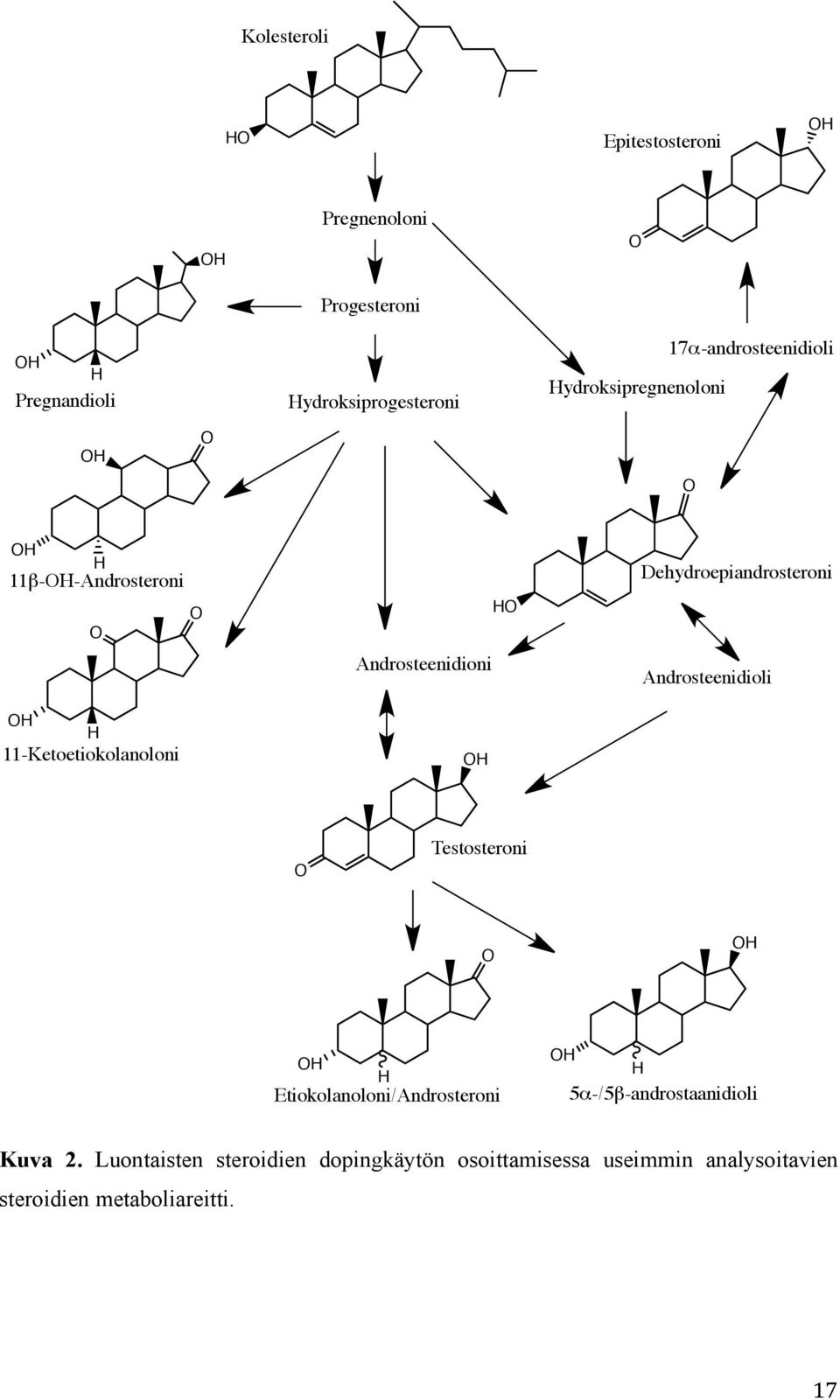 Androsteenidioni OH HO Dehydroepiandrosteroni Androsteenidioli O Testosteroni O OH OH H Etiokolanoloni/Androsteroni