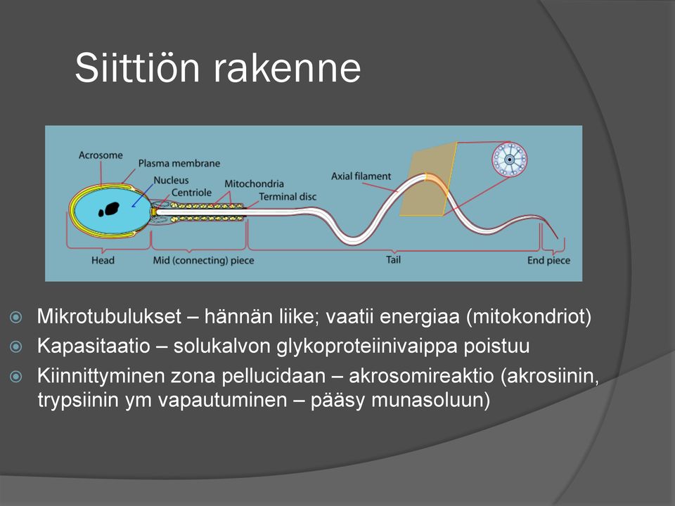 glykoproteiinivaippa poistuu Kiinnittyminen zona