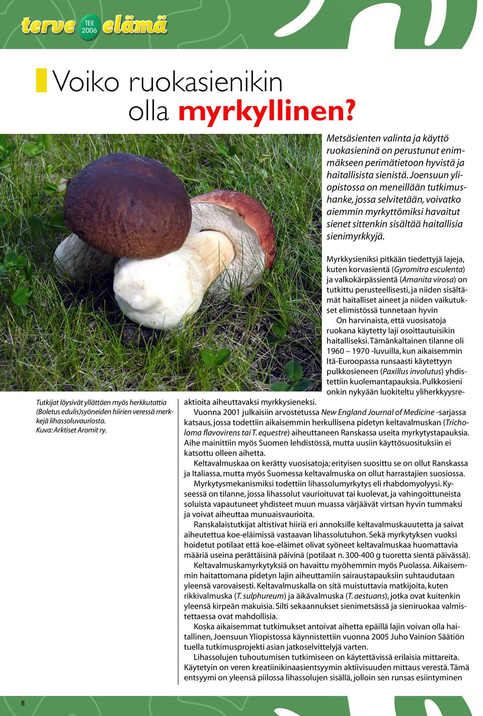 Tutkijat löysivät yllättäen myös herkkutattia (Boletus edulis)syöneiden hiirien veressä merkkejä lihassoluvauriosta. Kuva: Arktiset Aromit ry.