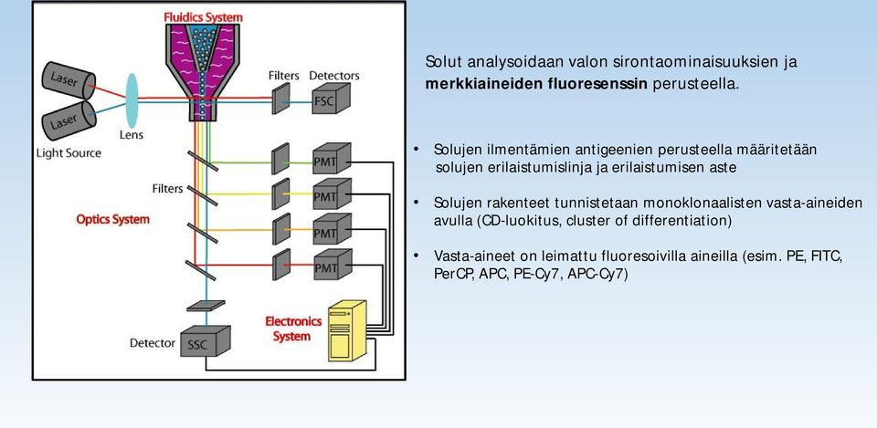 aste Solujen rakenteet tunnistetaan monoklonaalisten vasta-aineiden avulla (CD-luokitus, cluster of