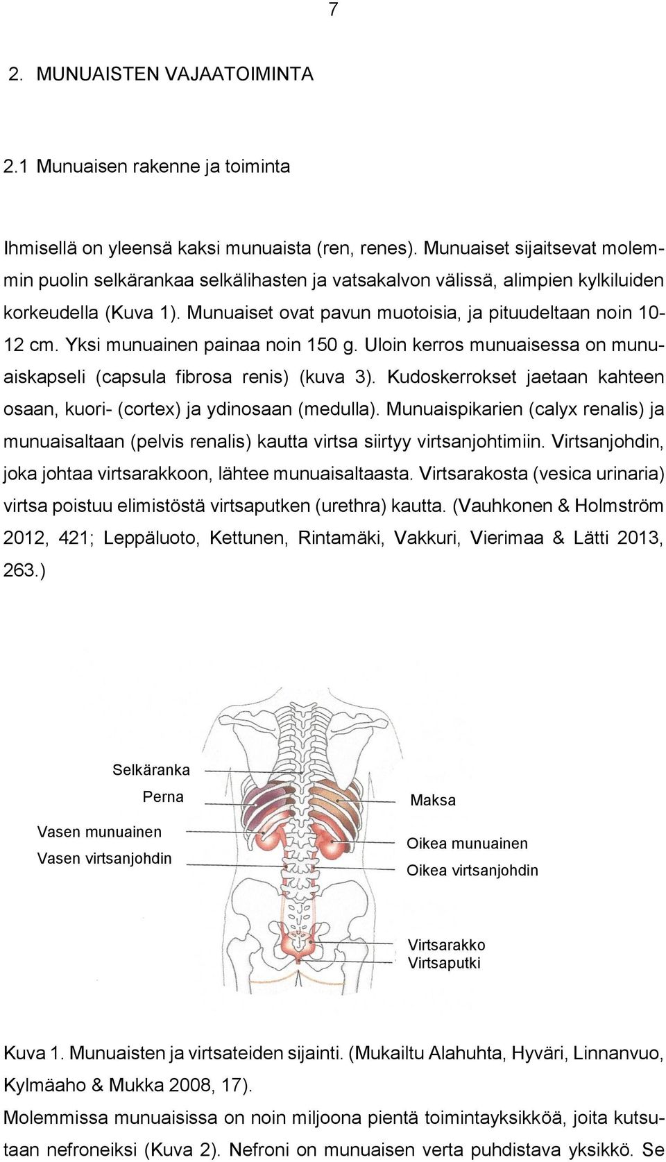 Yksi munuainen painaa noin 150 g. Uloin kerros munuaisessa on munuaiskapseli (capsula fibrosa renis) (kuva 3). Kudoskerrokset jaetaan kahteen osaan, kuori- (cortex) ja ydinosaan (medulla).