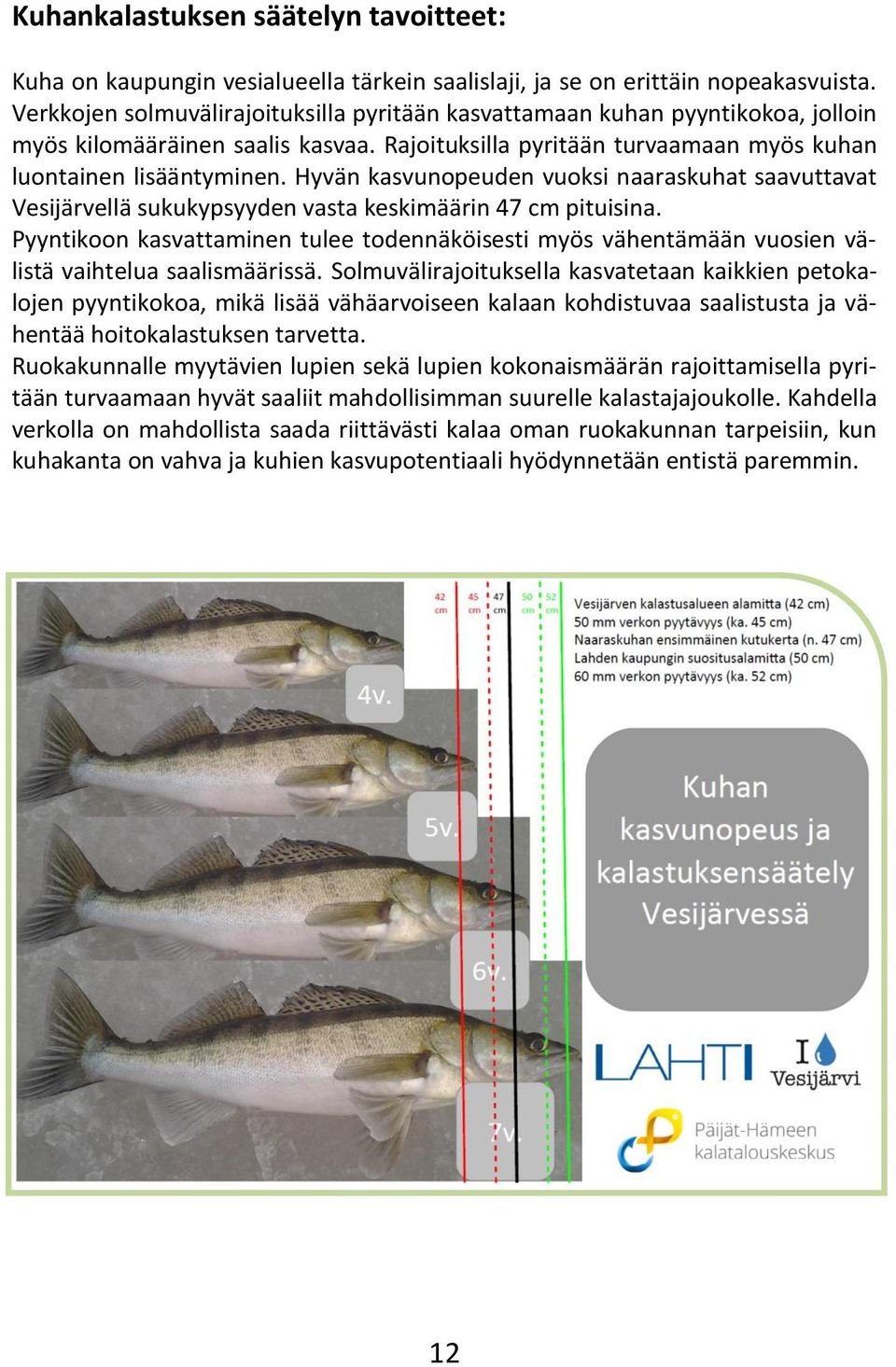 Hyvän kasvunopeuden vuoksi naaraskuhat saavuttavat Vesijärvellä sukukypsyyden vasta keskimäärin 47 cm pituisina.