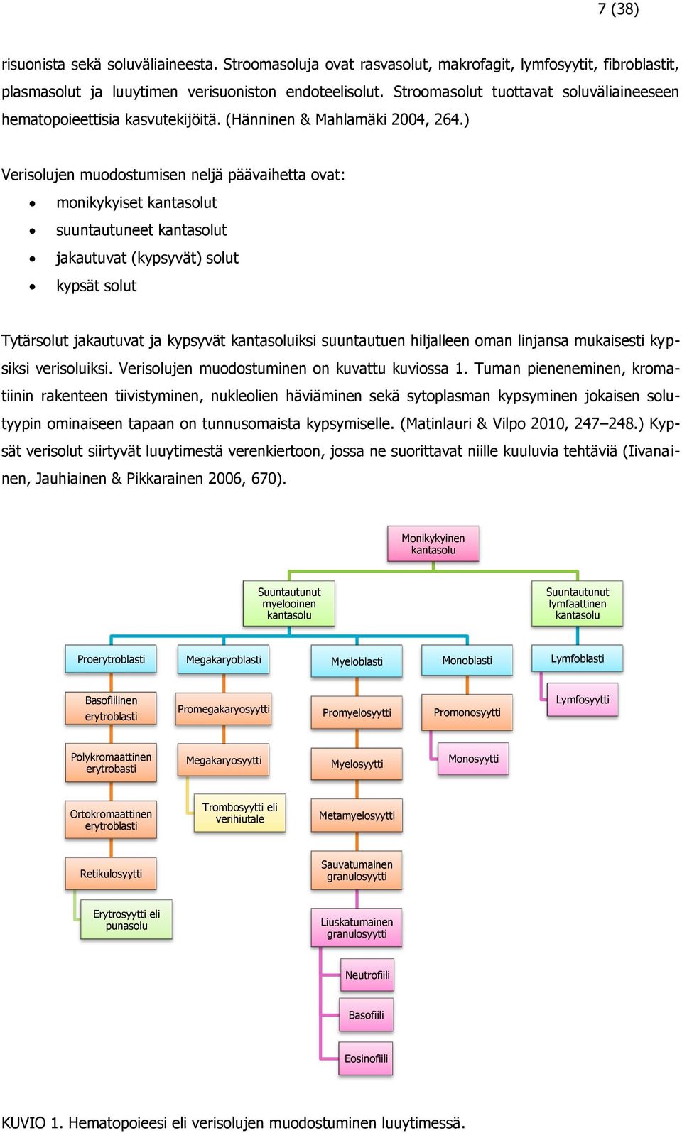 ) Verisolujen muodostumisen neljä päävaihetta ovat: monikykyiset kantasolut suuntautuneet kantasolut jakautuvat (kypsyvät) solut kypsät solut Tytärsolut jakautuvat ja kypsyvät kantasoluiksi