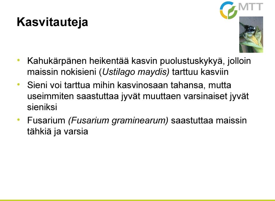 kasvinosaan tahansa, mutta useimmiten saastuttaa jyvät muuttaen varsinaiset