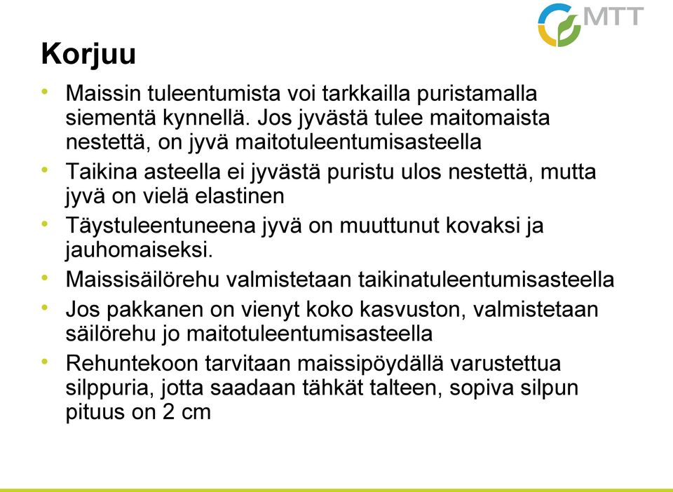 vielä elastinen Täystuleentuneena jyvä on muuttunut kovaksi ja jauhomaiseksi.