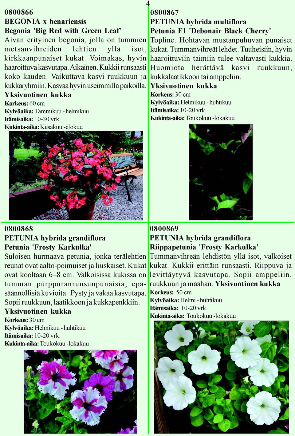 Korkeus: 60 cm Kylvöaika: Tammikuu - helmikuu Kukinta-aika: Kesäkuu -elokuu 4 4 0800867 PETUNIA hybrida multiflora Petunia F1 'Debonair Black Cherry' Topline. Hohtavan mustanpuhuvan punaiset kukat.