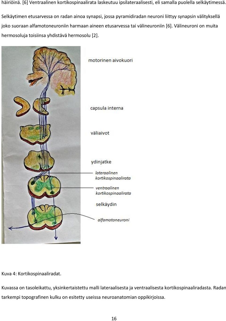 aineen etusarvessa tai välineuroniin [6]. Välineuroni on muita hermosoluja toisiinsa yhdistävä hermosolu [2]. Kuva 4: Kortikospinaaliradat.