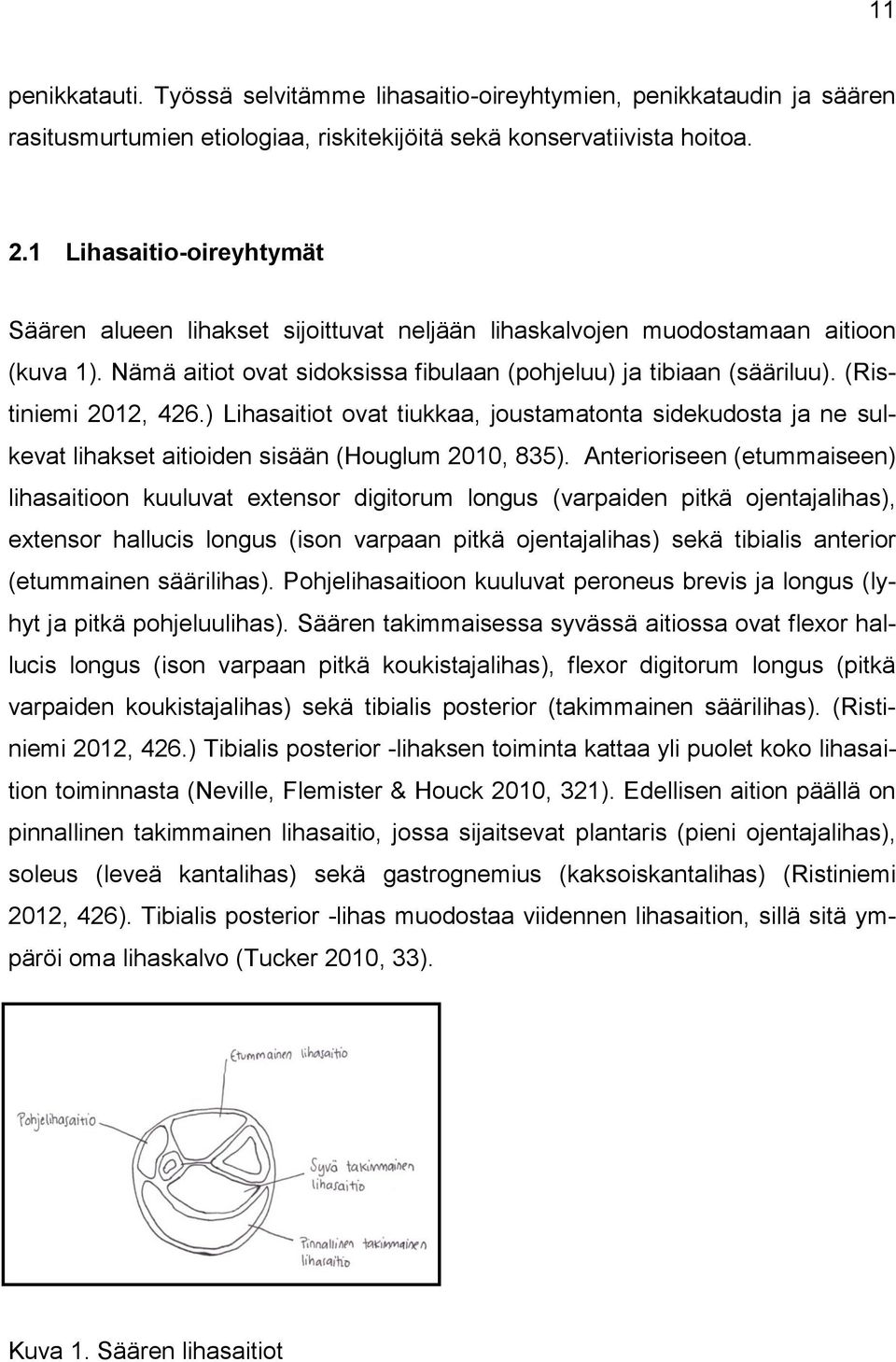 (Ristiniemi 2012, 426.) Lihasaitiot ovat tiukkaa, joustamatonta sidekudosta ja ne sulkevat lihakset aitioiden sisään (Houglum 2010, 835).