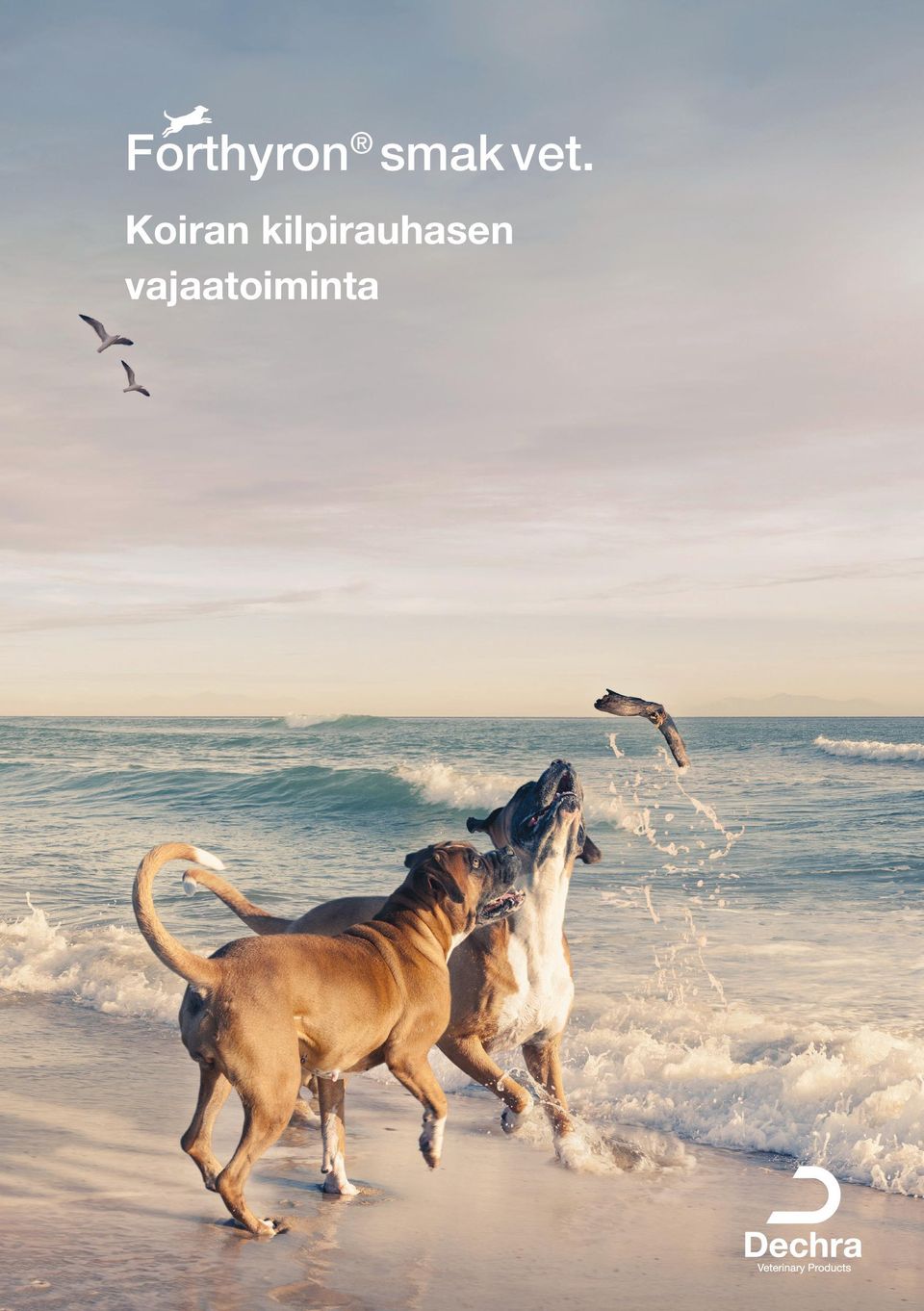 Koiran