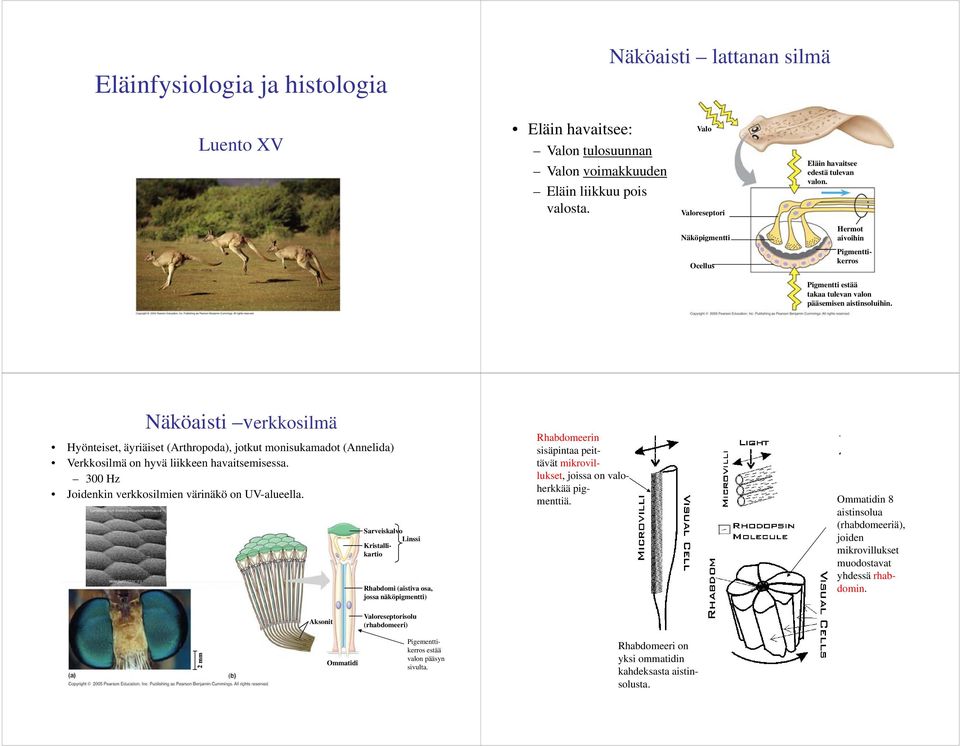 Näköaisti verkkosilmä Hyönteiset, t äyriäiset (Arthropoda), jotkut t monisukamadot (Annelida) Verkkosilmä on hyvä liikkeen havaitsemisessa. 300 Hz Joidenkin verkkosilmien i värinäkö äköon UV-alueella.