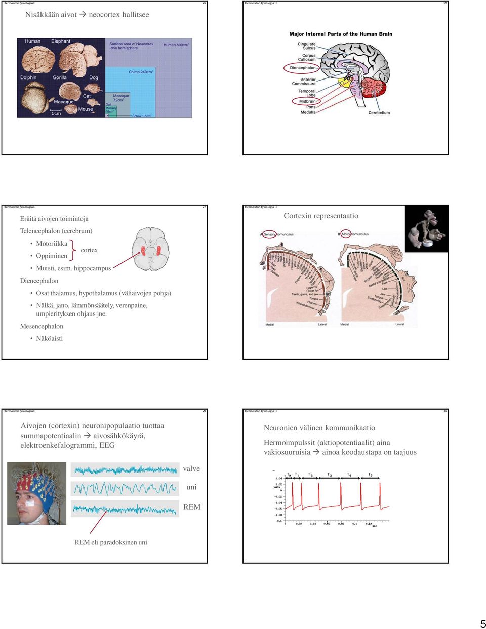 Mesencephalon Näköaisti cortex Hermoston fysiologia II 28 Cortexin representaatio Hermoston fysiologia II 29 Hermoston fysiologia II 30 Aivojen (cortexin) neuronipopulaatio tuottaa