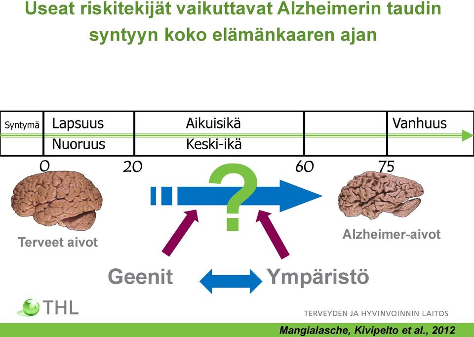 Vanhuus Nuoruus Terveet aivot Keski-ikä?