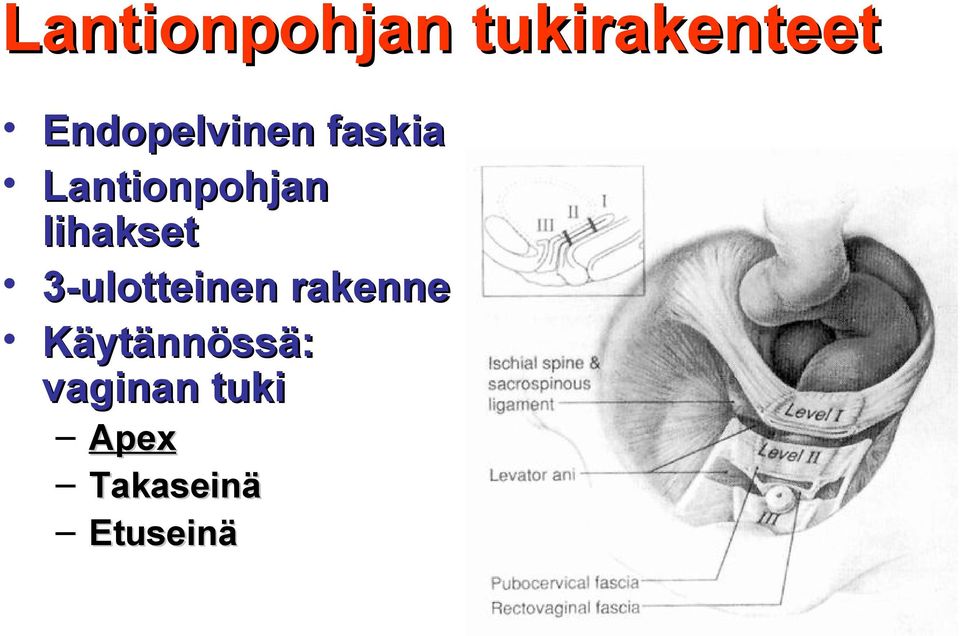 lihakset 3-ulotteinen rakenne