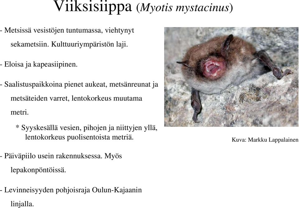 - Saalistuspaikkoina pienet aukeat, metsänreunat ja metsäteiden varret, lentokorkeus muutama metri.