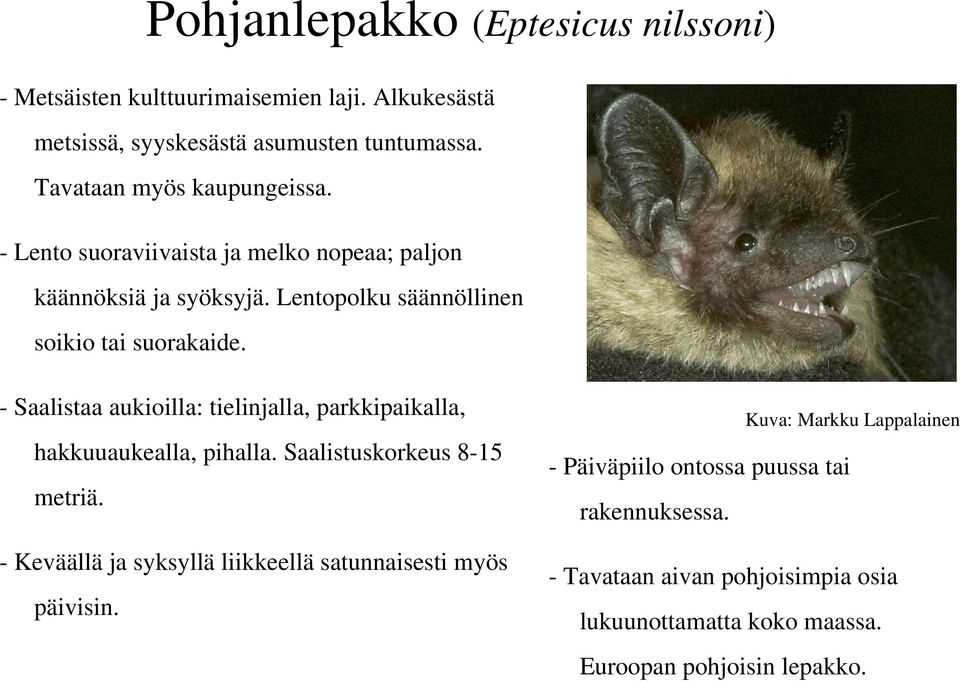 - Saalistaa aukioilla: tielinjalla, parkkipaikalla, hakkuuaukealla, pihalla. Saalistuskorkeus 8-15 metriä.