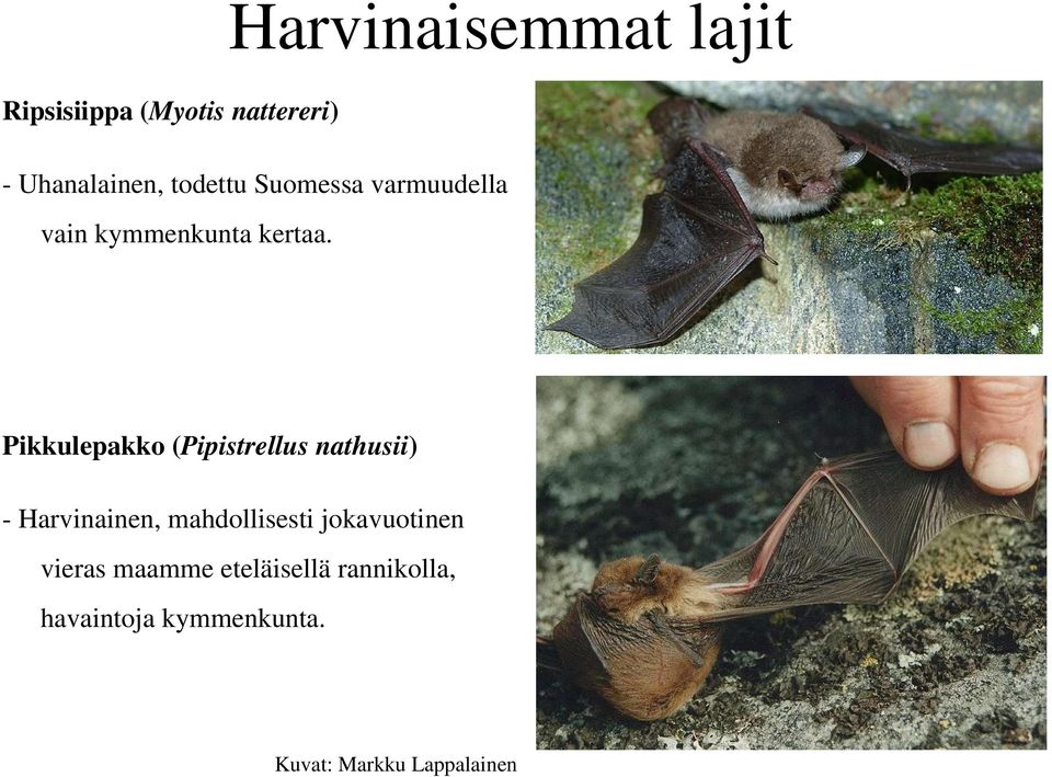 Pikkulepakko (Pipistrellus nathusii) - Harvinainen, mahdollisesti