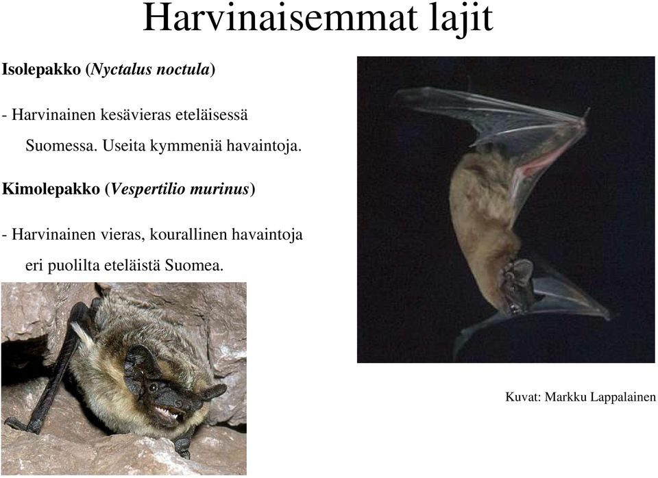 Kimolepakko (Vespertilio murinus) - Harvinainen vieras,