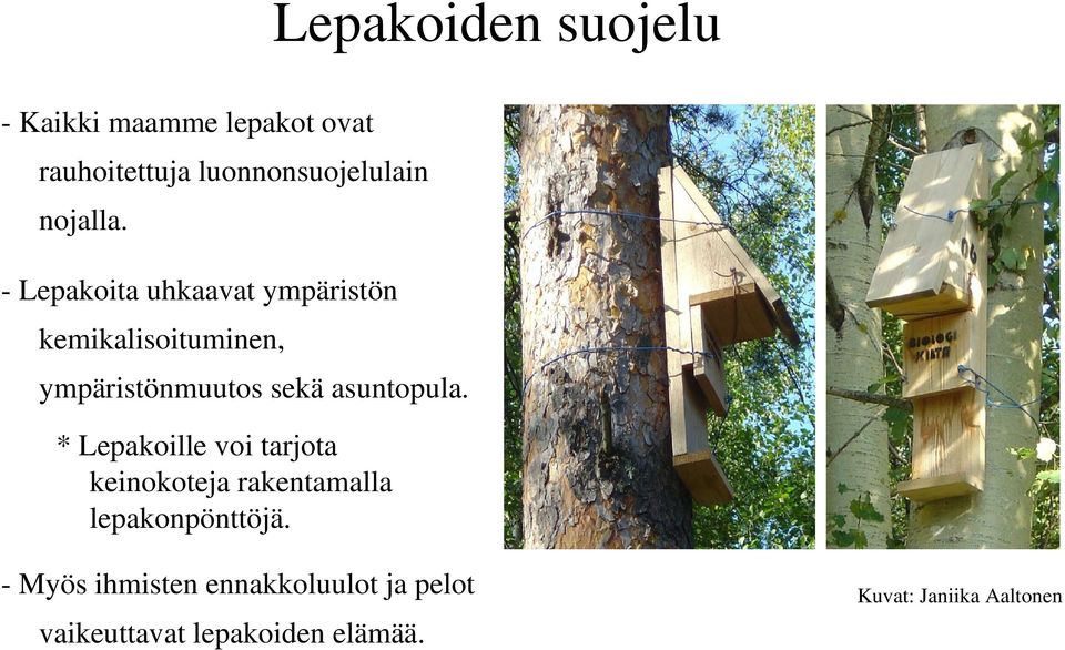 - Lepakoita uhkaavat ympäristön kemikalisoituminen, ympäristönmuutos sekä asuntopula.