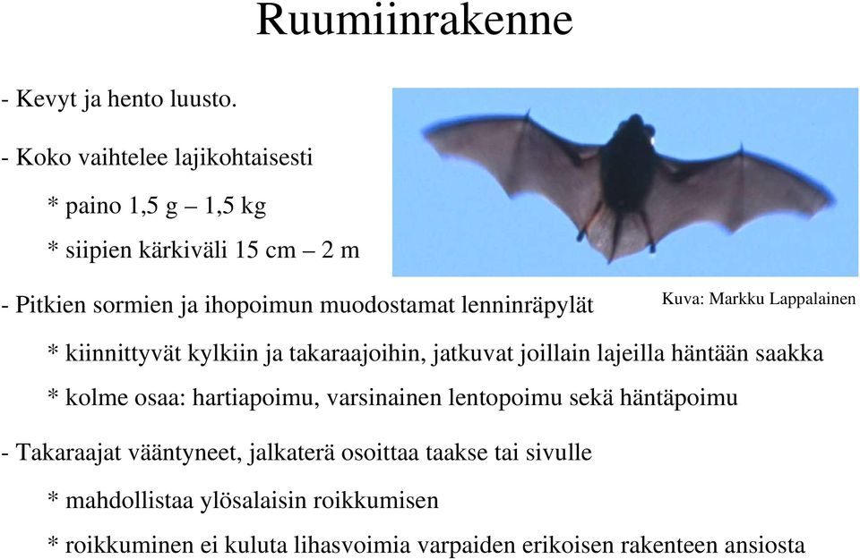 lenninräpylät Kuva: Markku Lappalainen * kiinnittyvät kylkiin ja takaraajoihin, jatkuvat joillain lajeilla häntään saakka * kolme