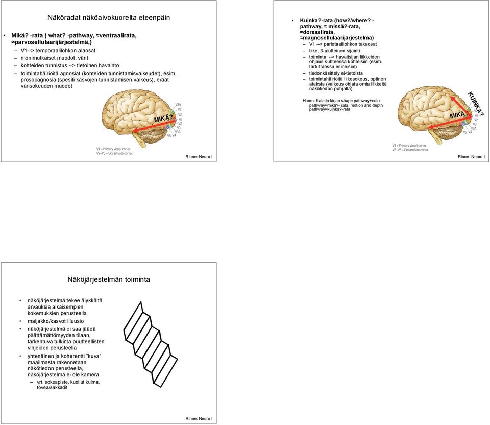 prosopagnosia (spesifi kasvojen tunnistamisen vaikeus), eräät värisokeuden muodot Kuinka?-rata (how?/where? - pathway,! missä?-rata,!dorsaalirata,!