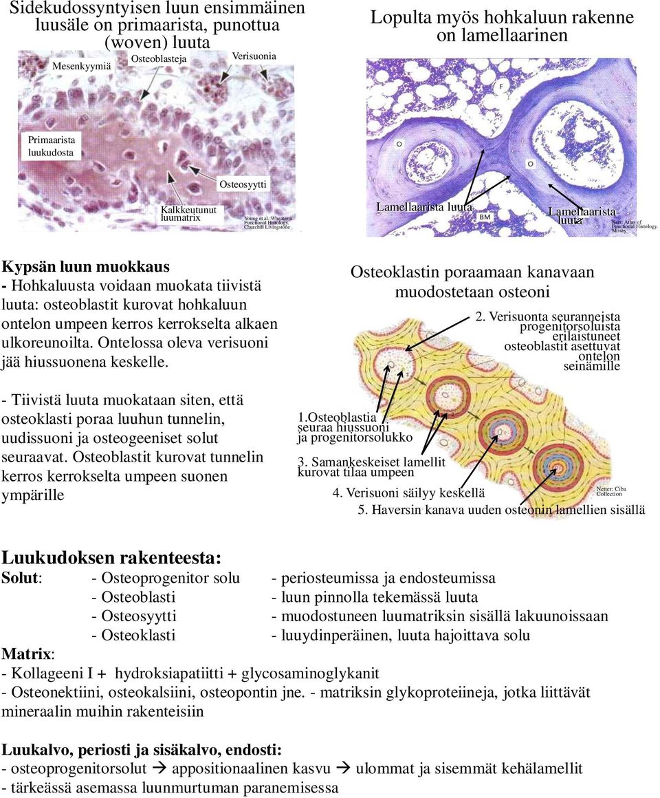 :wheater s Lamellaarista Lamellaarista Kypsän luun muokkaus - Hohkaluusta voidaan muokata tiivistä : osteoblastit kurovat hohkaluun ontelon umpeen kerros kerrokselta alkaen ulkoreunoilta.