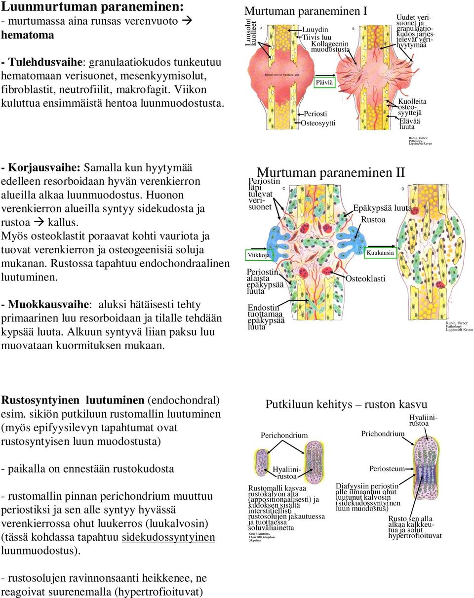 Murtuman paraneminen I Luusolut kuolleet Luuydin Tiivis luu Kollageenin muodostusta Päiviä Periosti Osteosyytti Uudet verisuonet ja granulaatiokudos järjestelevät verihyytymää Kuolleita osteosyyttejä